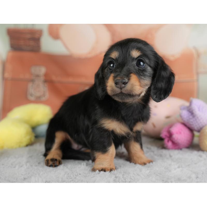 販売中の埼玉県のカニンヘンダックスフンド(ロングヘアード)-446744の12枚目