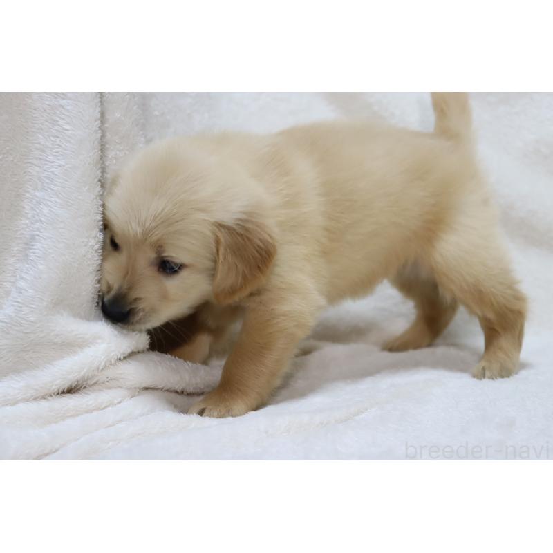 販売中の滋賀県のゴールデンレトリーバー-446745の4枚目