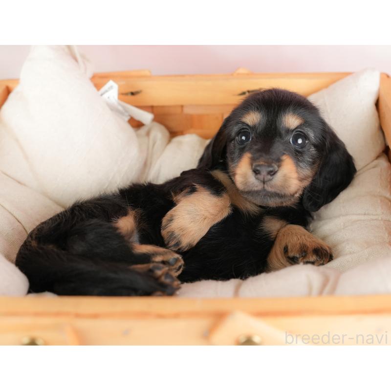 販売中の埼玉県のカニンヘンダックスフンド(ロングヘアード)-446744の9枚目