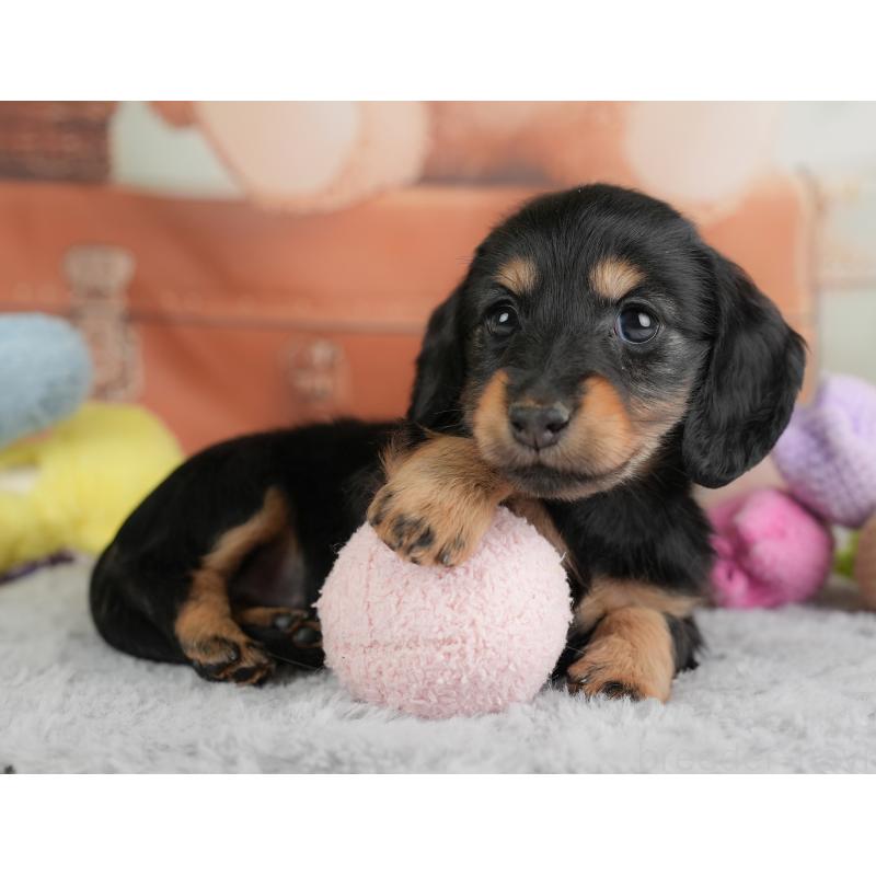 販売中の埼玉県のカニンヘンダックスフンド(ロングヘアード)-446744の8枚目