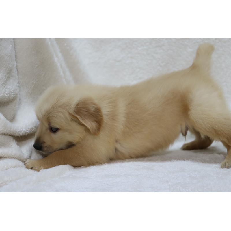 販売中の滋賀県のゴールデンレトリーバー-446745の3枚目