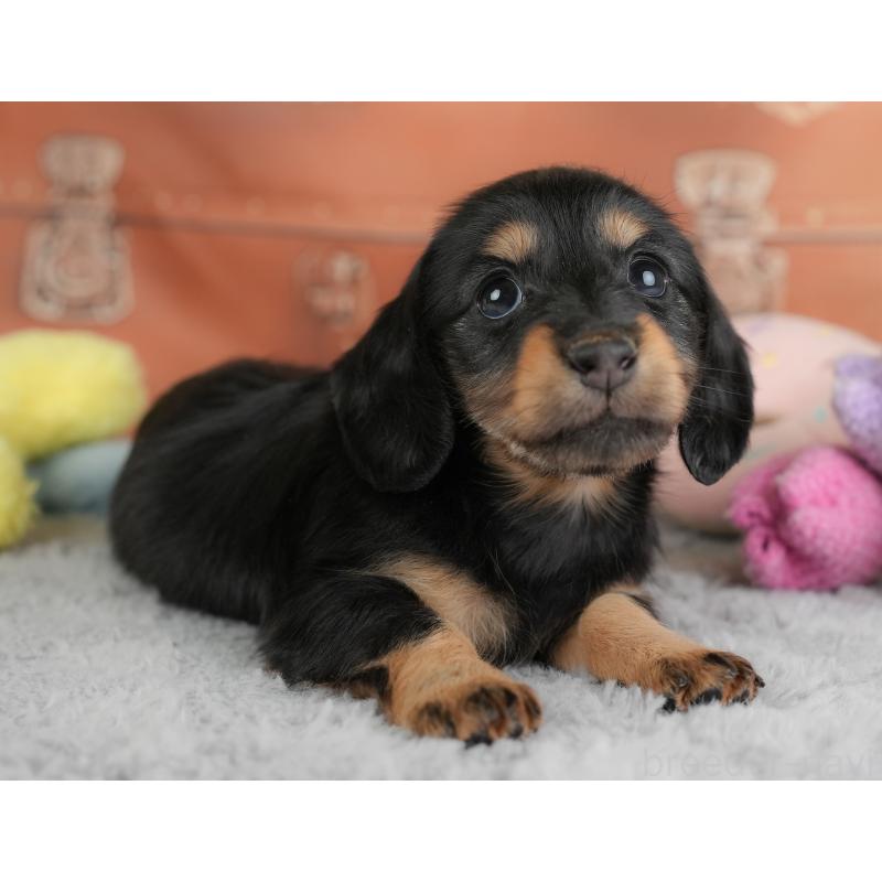 販売中の埼玉県のカニンヘンダックスフンド(ロングヘアード)-446744の5枚目