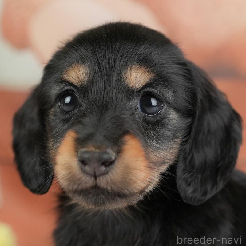 販売中の埼玉県のカニンヘンダックスフンド(ロングヘアード)-446744