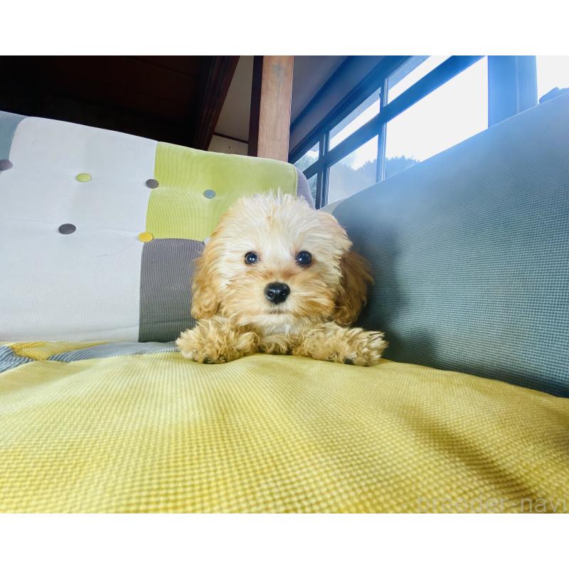 販売中の静岡県のチワプー:チワワ×トイプードル-446746