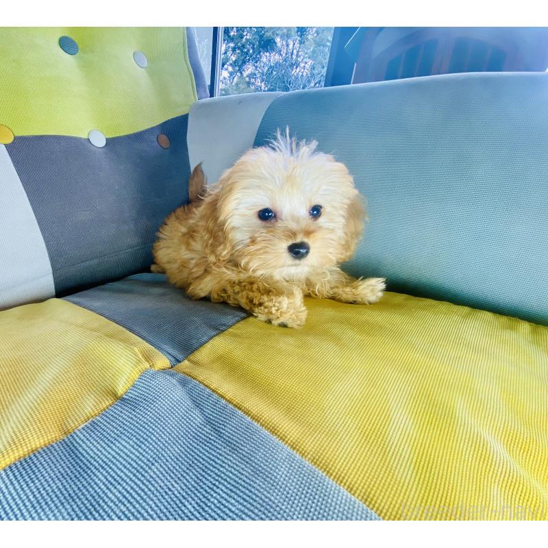 販売中の静岡県のチワプー:チワワ×トイプードル-446746の6枚目