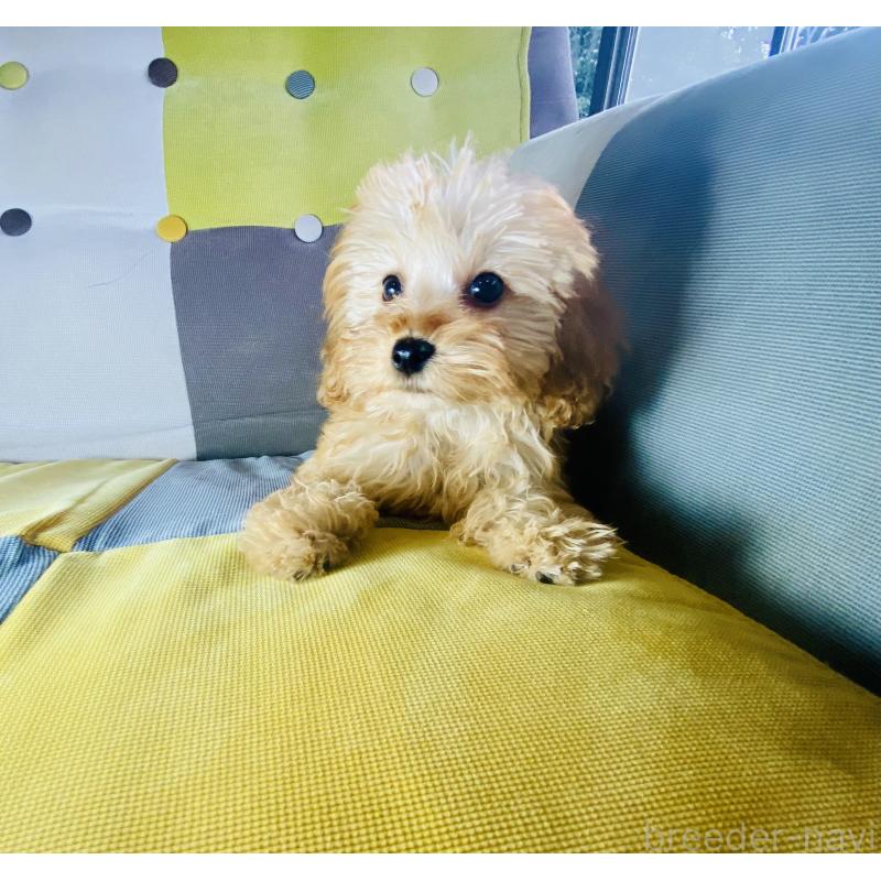 販売中の静岡県のチワプー:チワワ×トイプードル-446746の4枚目