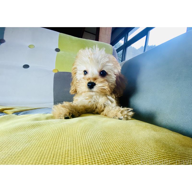 販売中の静岡県のチワプー:チワワ×トイプードル-446746の3枚目