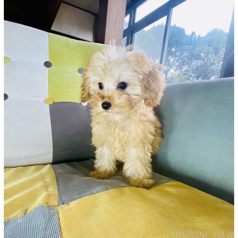 販売中の静岡県のチワプー:チワワ×トイプードル-446746の2枚目