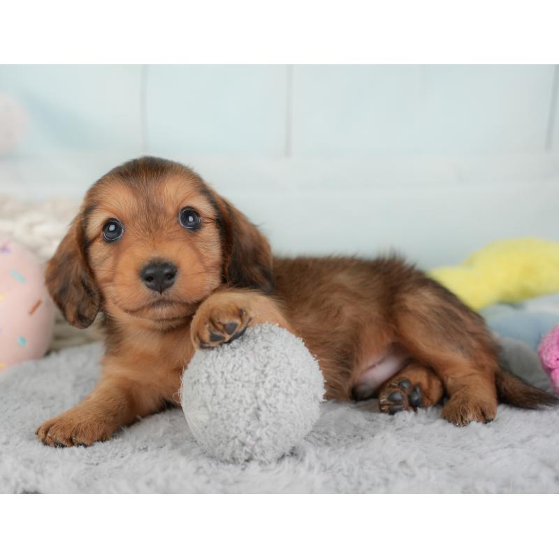 販売中の埼玉県のカニンヘンダックスフンド(ロングヘアード)-446747の12枚目