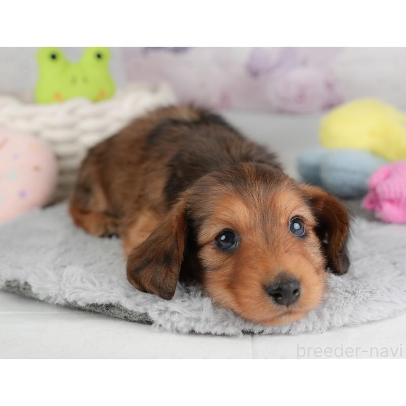 販売中の埼玉県のカニンヘンダックスフンド(ロングヘアード)-446747の11枚目