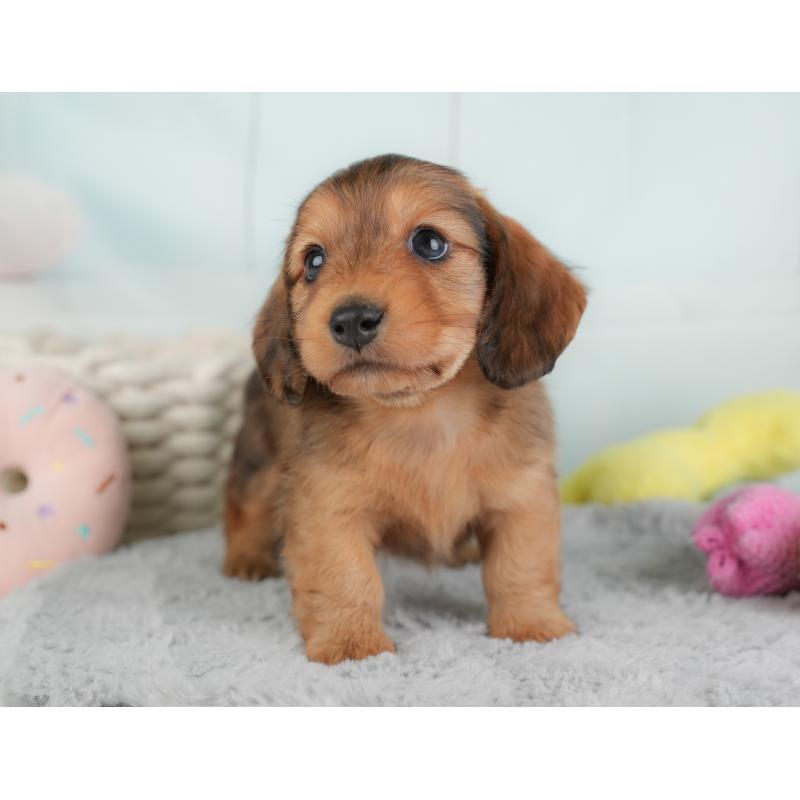 販売中の埼玉県のカニンヘンダックスフンド(ロングヘアード)-446747の9枚目