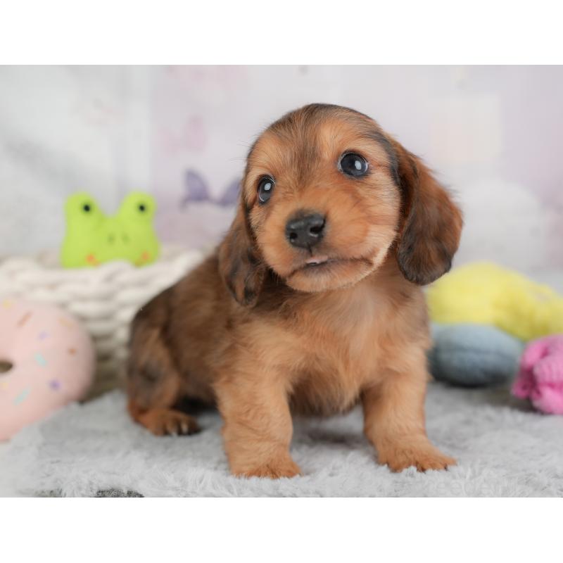 販売中の埼玉県のカニンヘンダックスフンド(ロングヘアード)-446747の7枚目