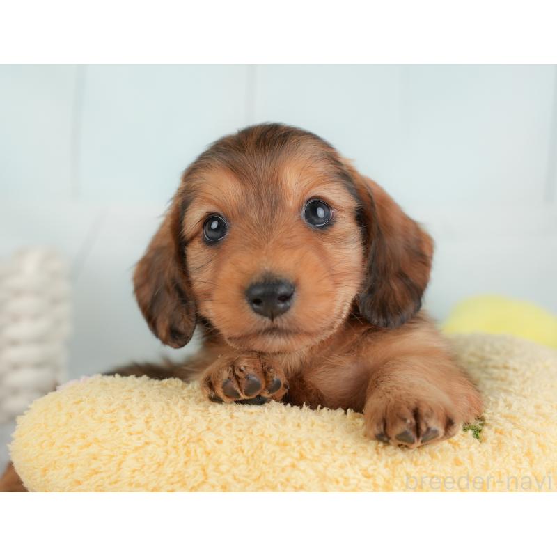 販売中の埼玉県のカニンヘンダックスフンド(ロングヘアード)-446747の6枚目