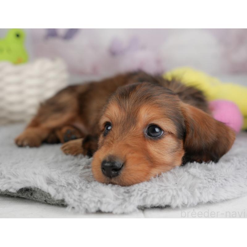 販売中の埼玉県のカニンヘンダックスフンド(ロングヘアード)-446747の5枚目