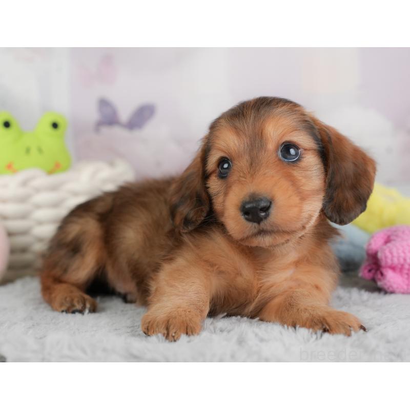 販売中の埼玉県のカニンヘンダックスフンド(ロングヘアード)-446747の4枚目