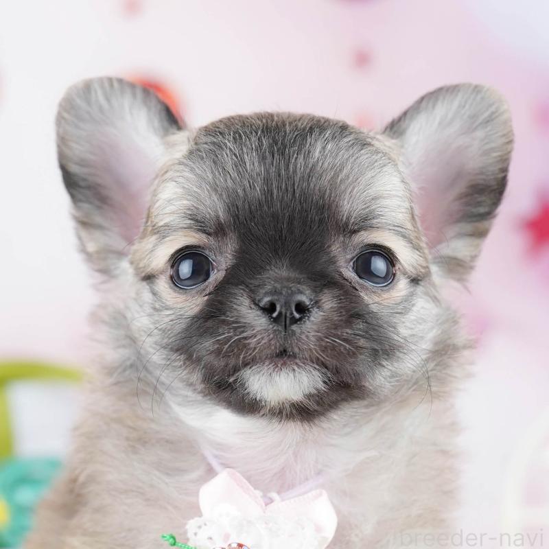 販売中の神奈川県のチワワ(ロングコート)-446764