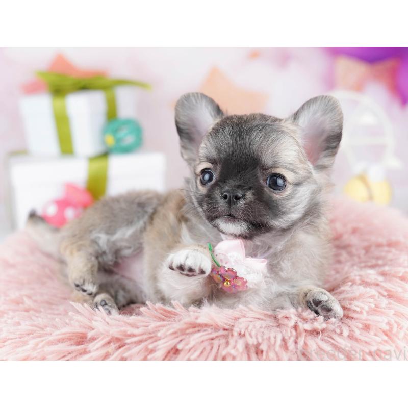 販売中の神奈川県のチワワ(ロングコート)-446764の10枚目