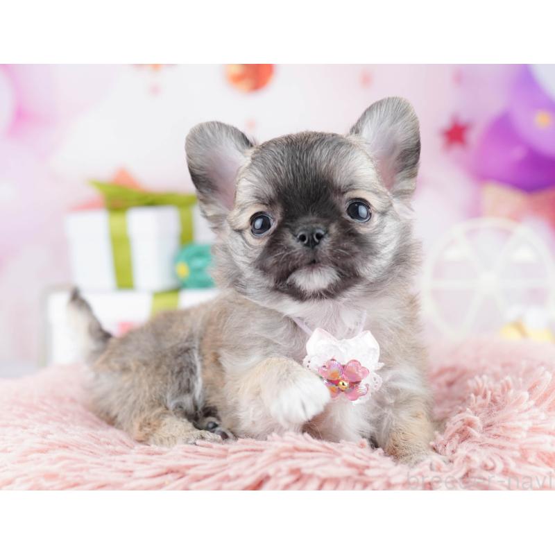 販売中の神奈川県のチワワ(ロングコート)-446764の8枚目