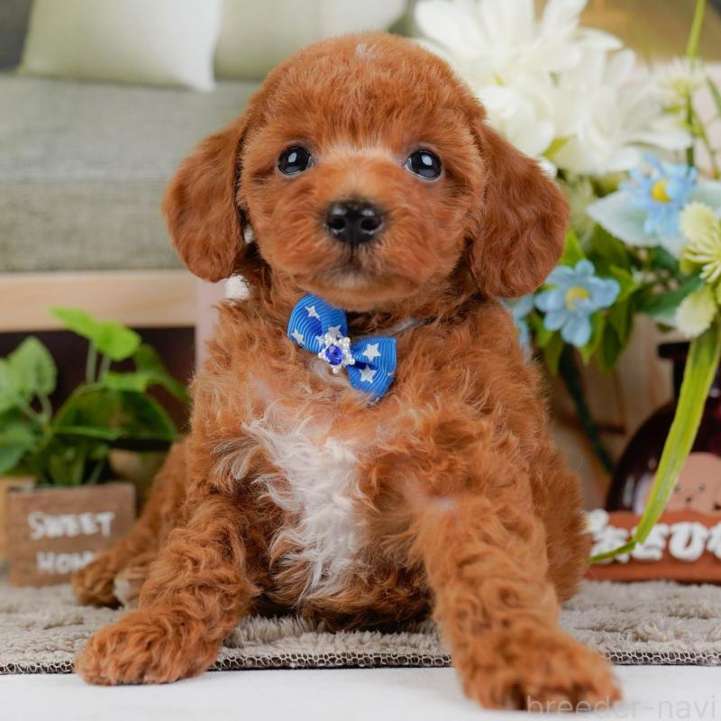 販売中の神奈川県のトイプードル-446751の1枚目