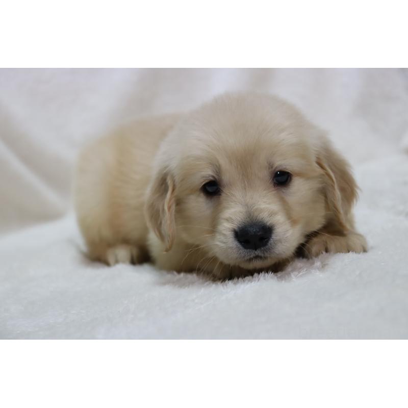 販売中の滋賀県のゴールデンレトリーバー-446754の11枚目