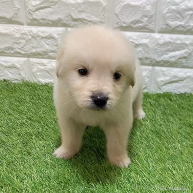 販売中の愛知県のゴールデンレトリーバー-444475