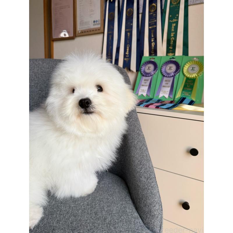 販売中の埼玉県のミックス犬-446752の5枚目