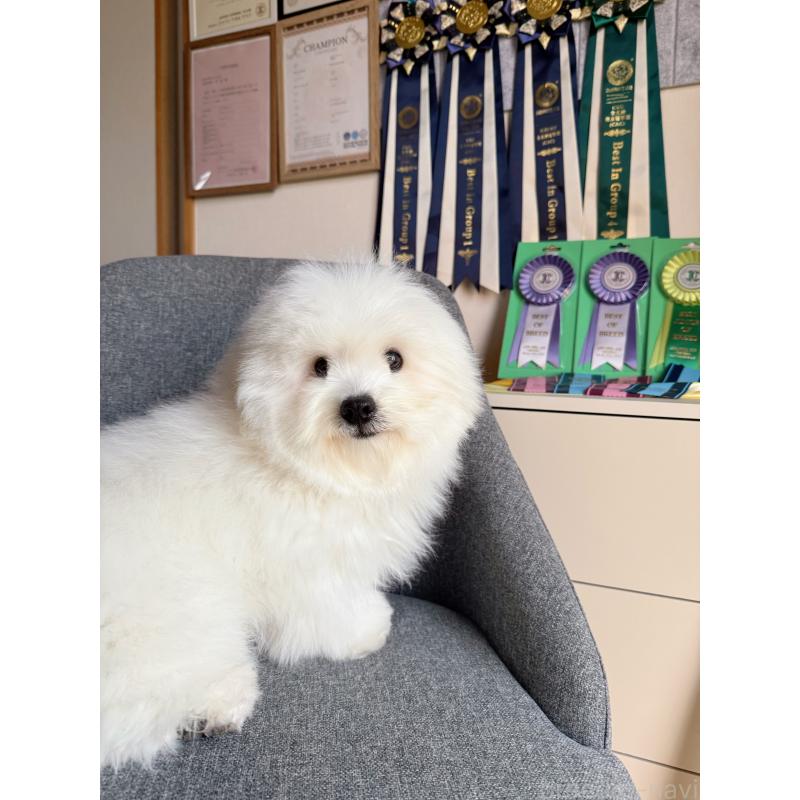 販売中の埼玉県のミックス犬-446752の1枚目