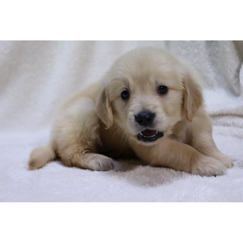 販売中の滋賀県のゴールデンレトリーバー-446754の9枚目