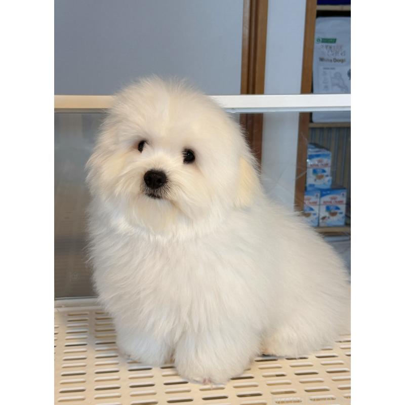 販売中の埼玉県のミックス犬-446752の3枚目