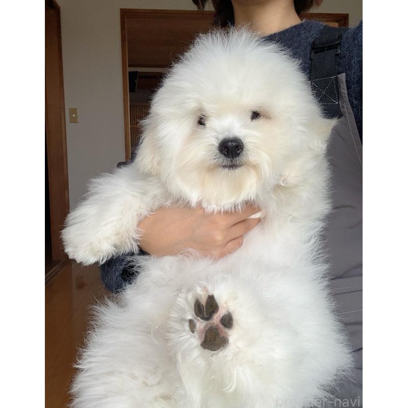 販売中の埼玉県のミックス犬-446752の2枚目