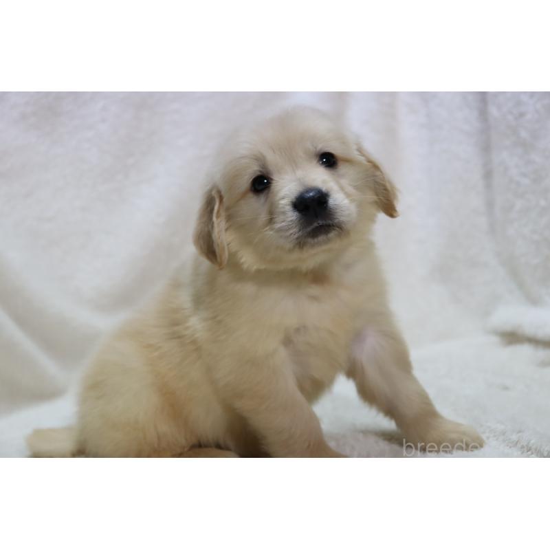 販売中の滋賀県のゴールデンレトリーバー-446754の8枚目