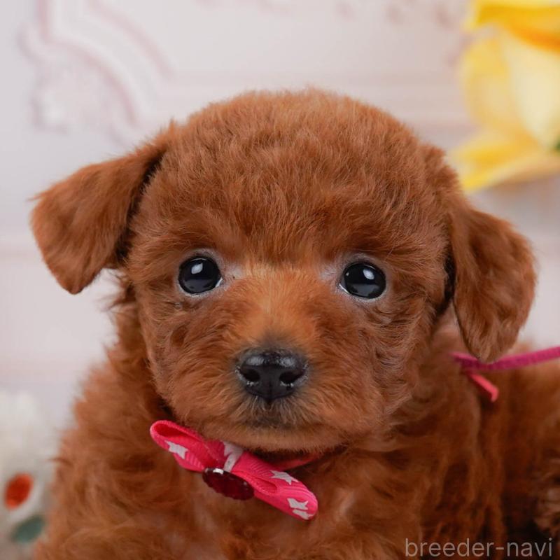 販売中の神奈川県のトイプードル-446753の1枚目