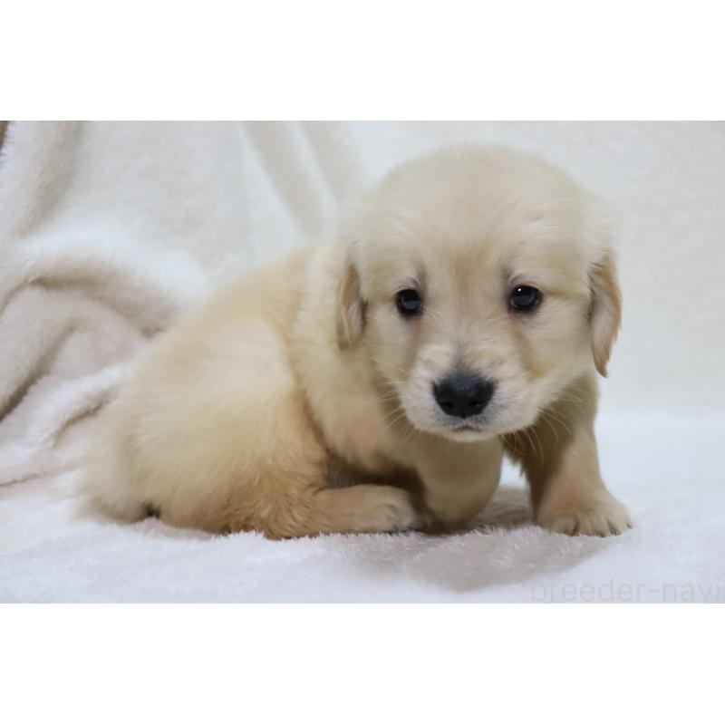 販売中の滋賀県のゴールデンレトリーバー-446754の7枚目