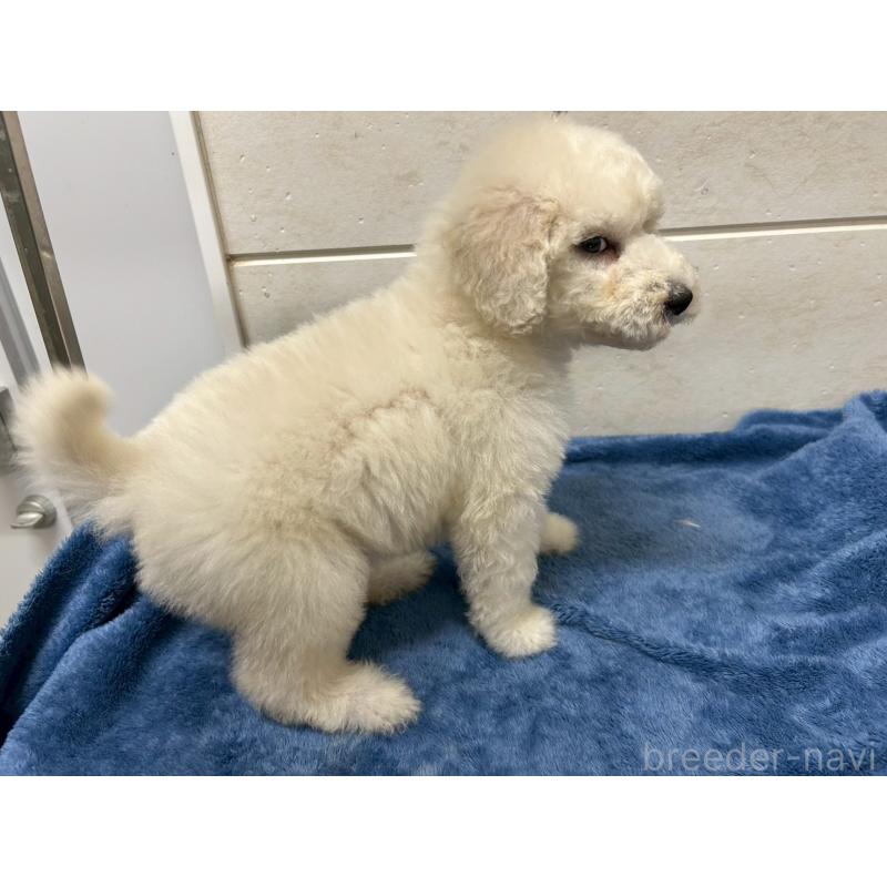 販売中の茨城県のスタンダードプードル-446757の10枚目