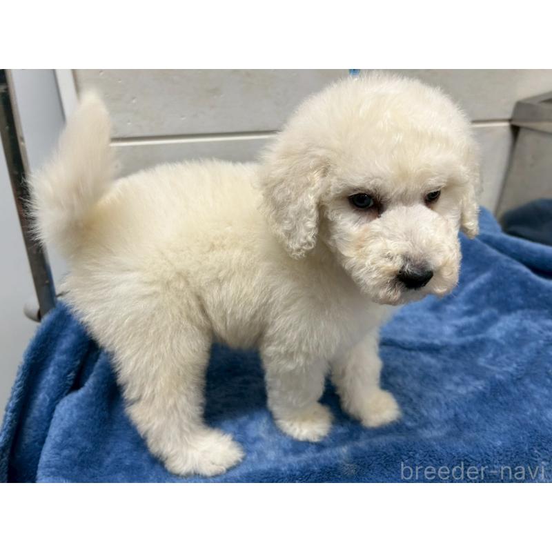 販売中の茨城県のスタンダードプードル-446757の9枚目