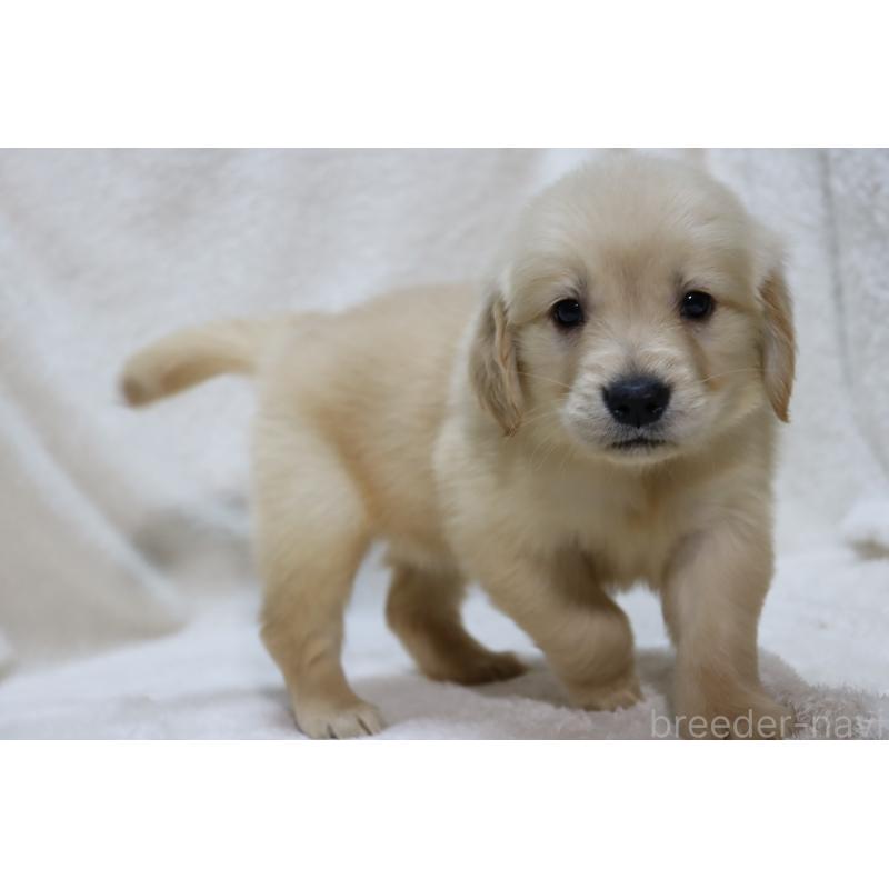 販売中の滋賀県のゴールデンレトリーバー-446754の6枚目