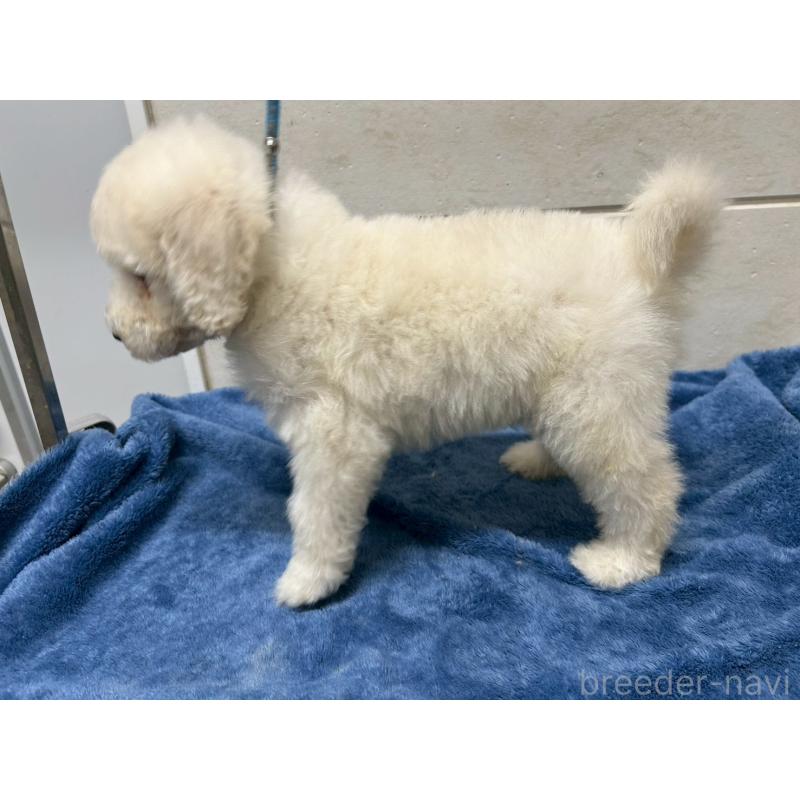 販売中の茨城県のスタンダードプードル-446757の8枚目