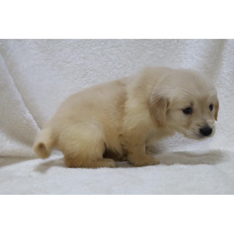 販売中の滋賀県のゴールデンレトリーバー-446754の5枚目