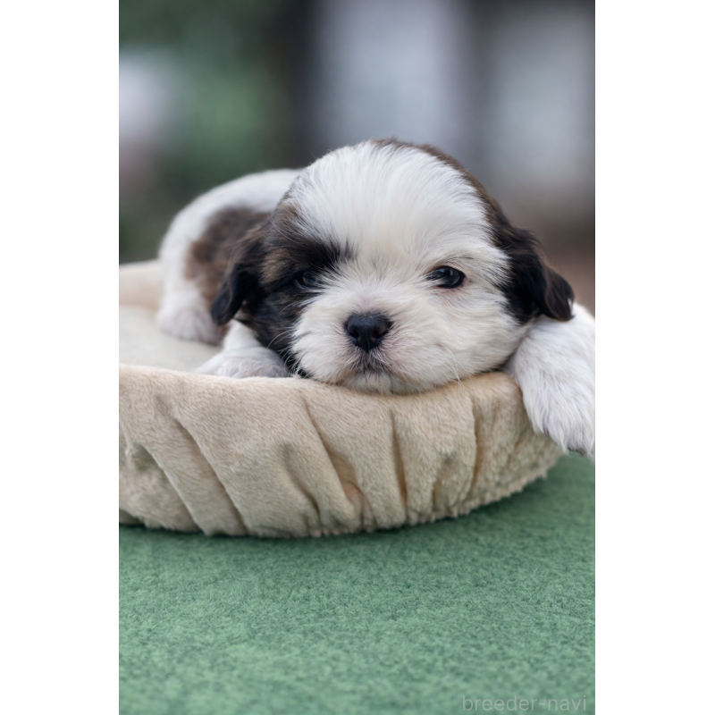 販売中の千葉県のシーズー-447248の3枚目