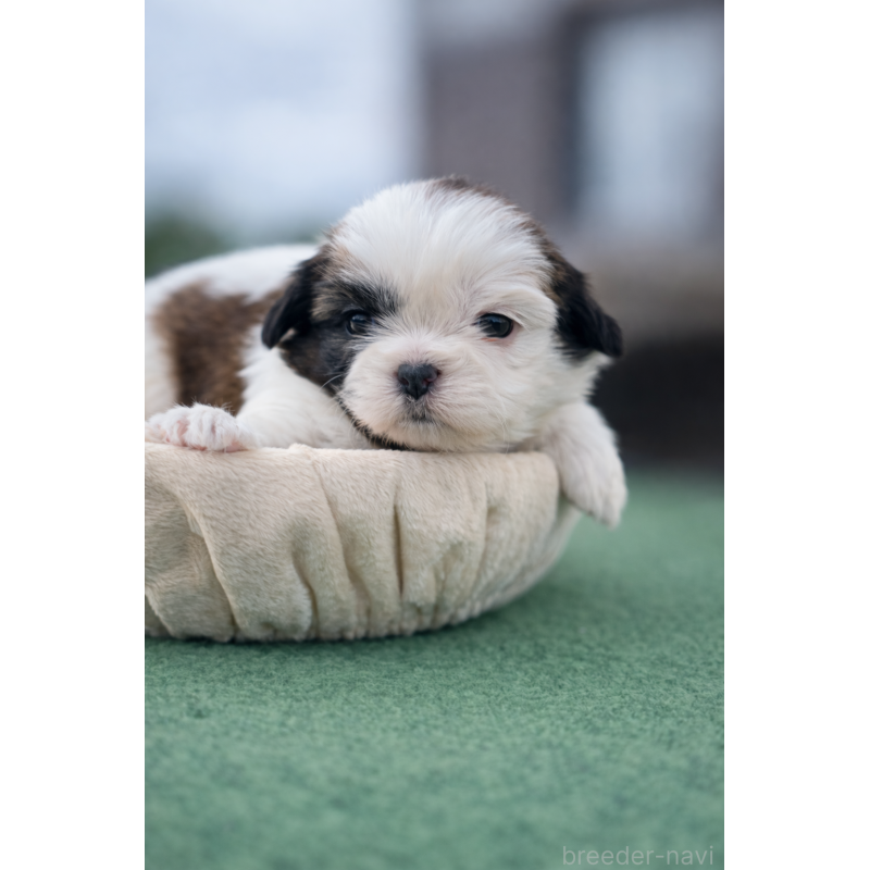 販売中の千葉県のシーズー-447248の2枚目