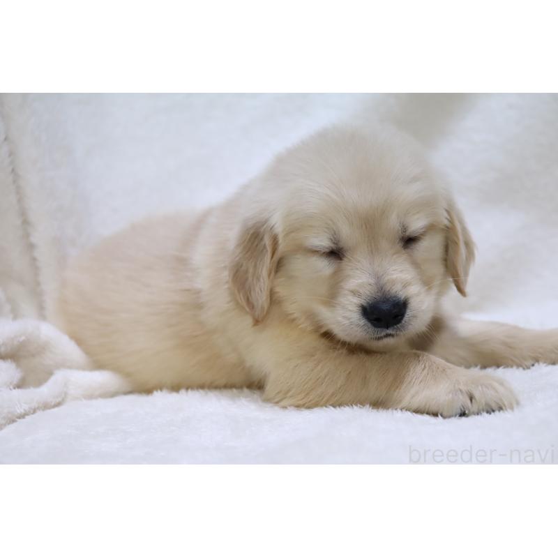 販売中の滋賀県のゴールデンレトリーバー-446754の3枚目