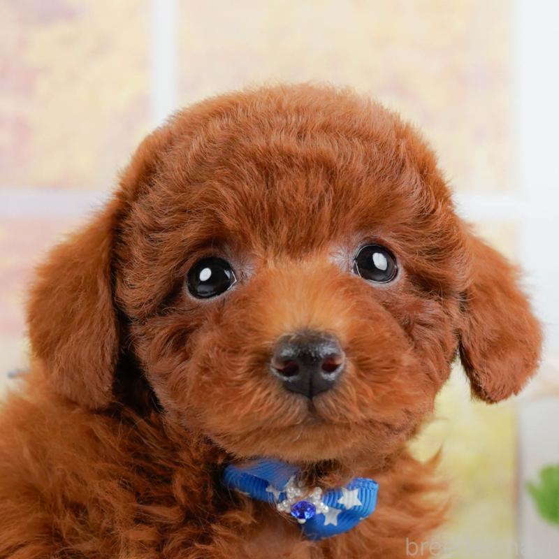 販売中の神奈川県のトイプードル-446756の1枚目