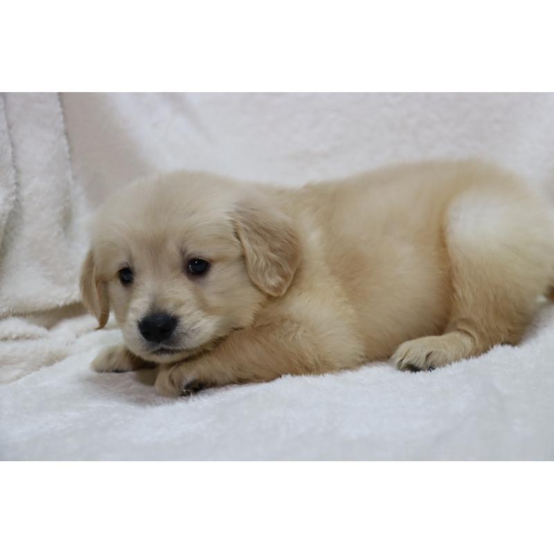 販売中の滋賀県のゴールデンレトリーバー-446754の2枚目