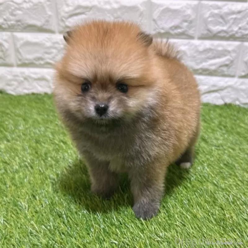 販売中の愛知県のポメラニアン-445400