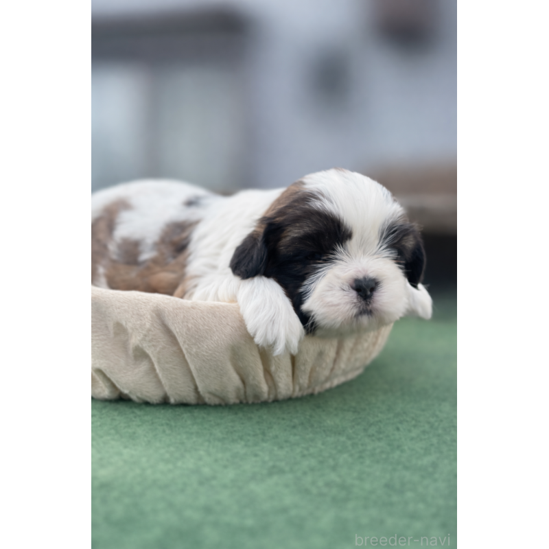 販売中の千葉県のシーズー-447250の3枚目