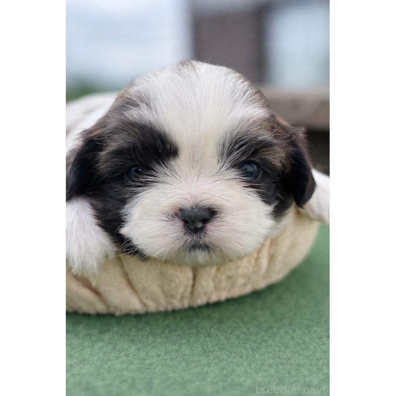 販売中の千葉県のシーズー-447250の2枚目