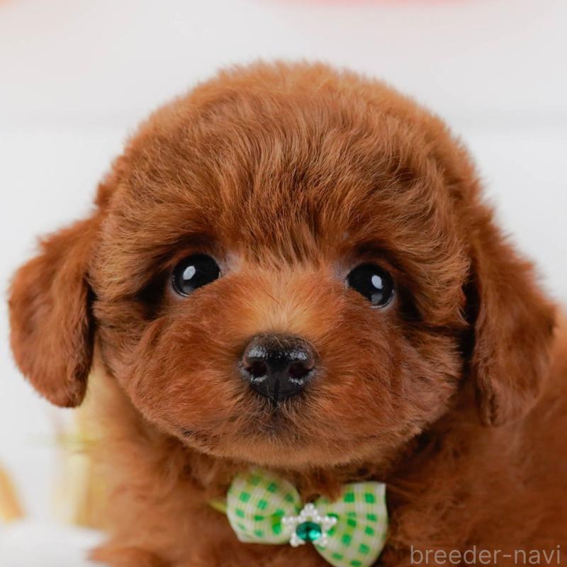 販売中の神奈川県のトイプードル-446758の1枚目