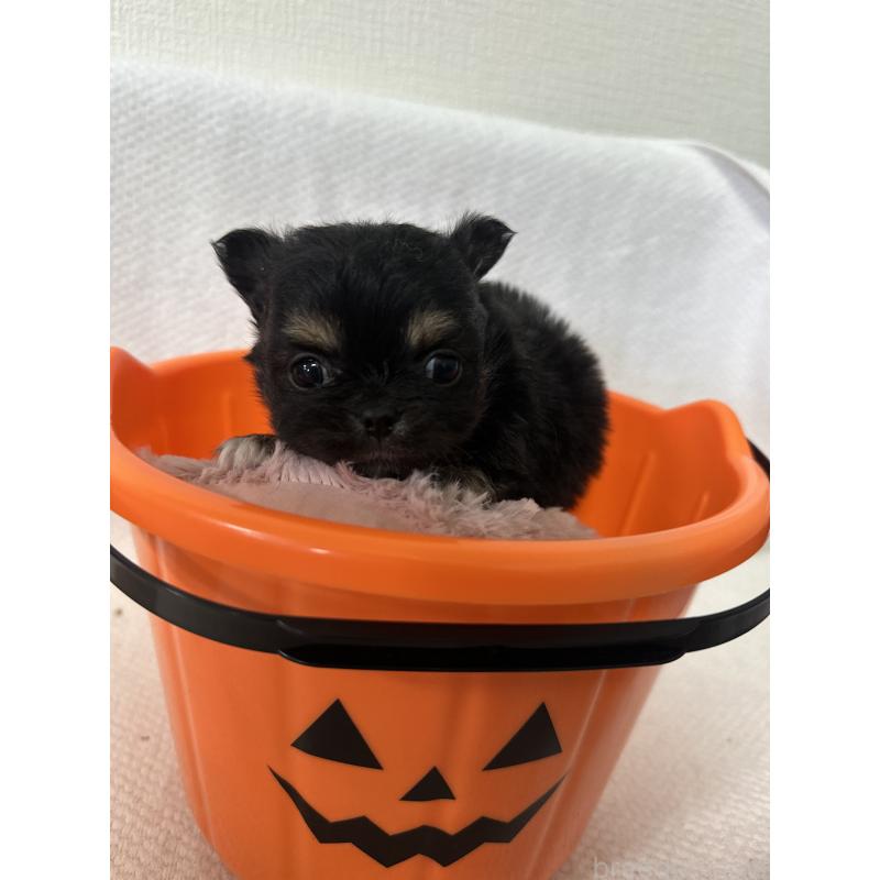 販売中の福岡県のチワワ(ロングコート)-446759の3枚目