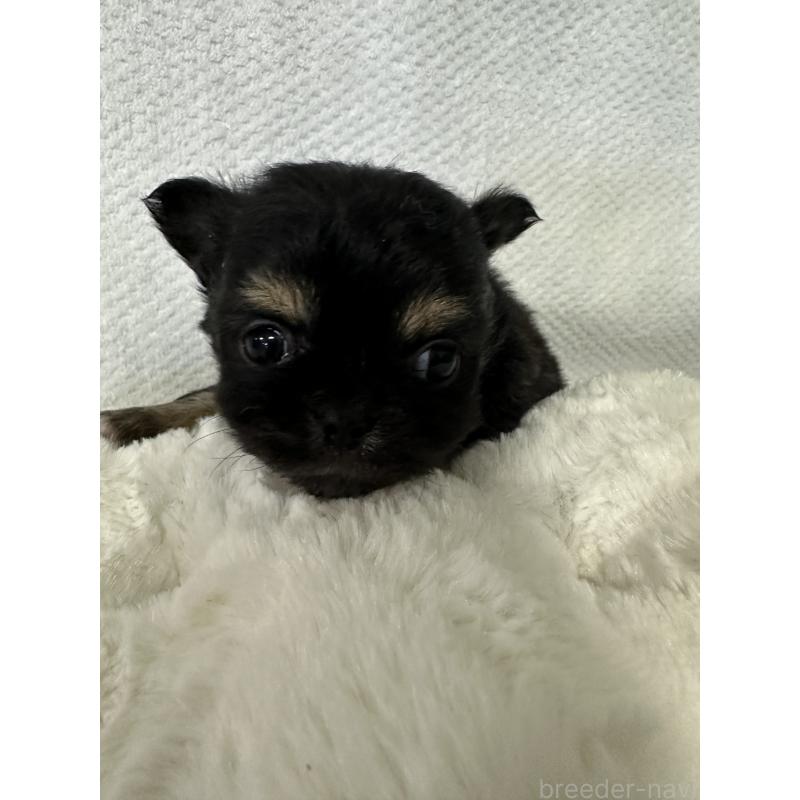 販売中の福岡県のチワワ(ロングコート)-446759の2枚目