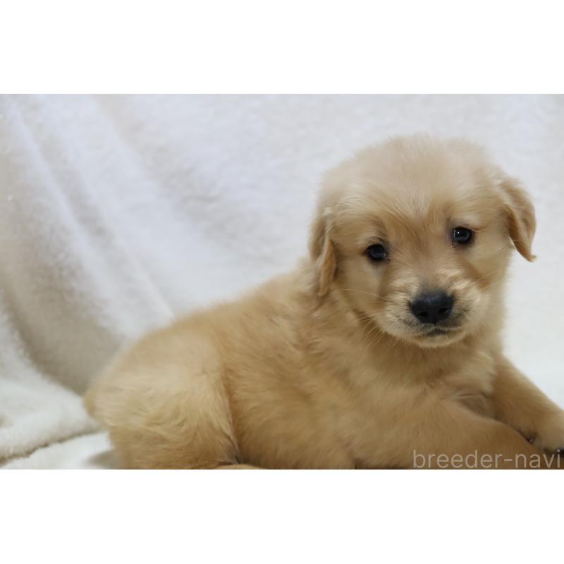 販売中の滋賀県のゴールデンレトリーバー-446760の7枚目